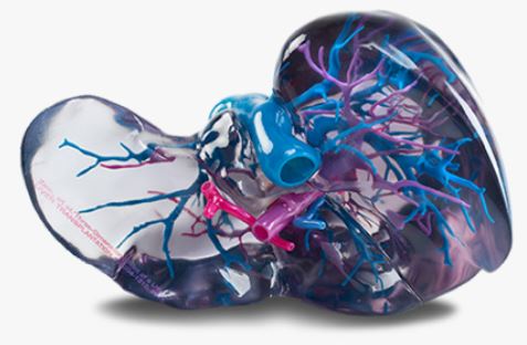 Srdce vyrobené pomocí 3D tisku - složité tvary uvnitř nejsou problémem